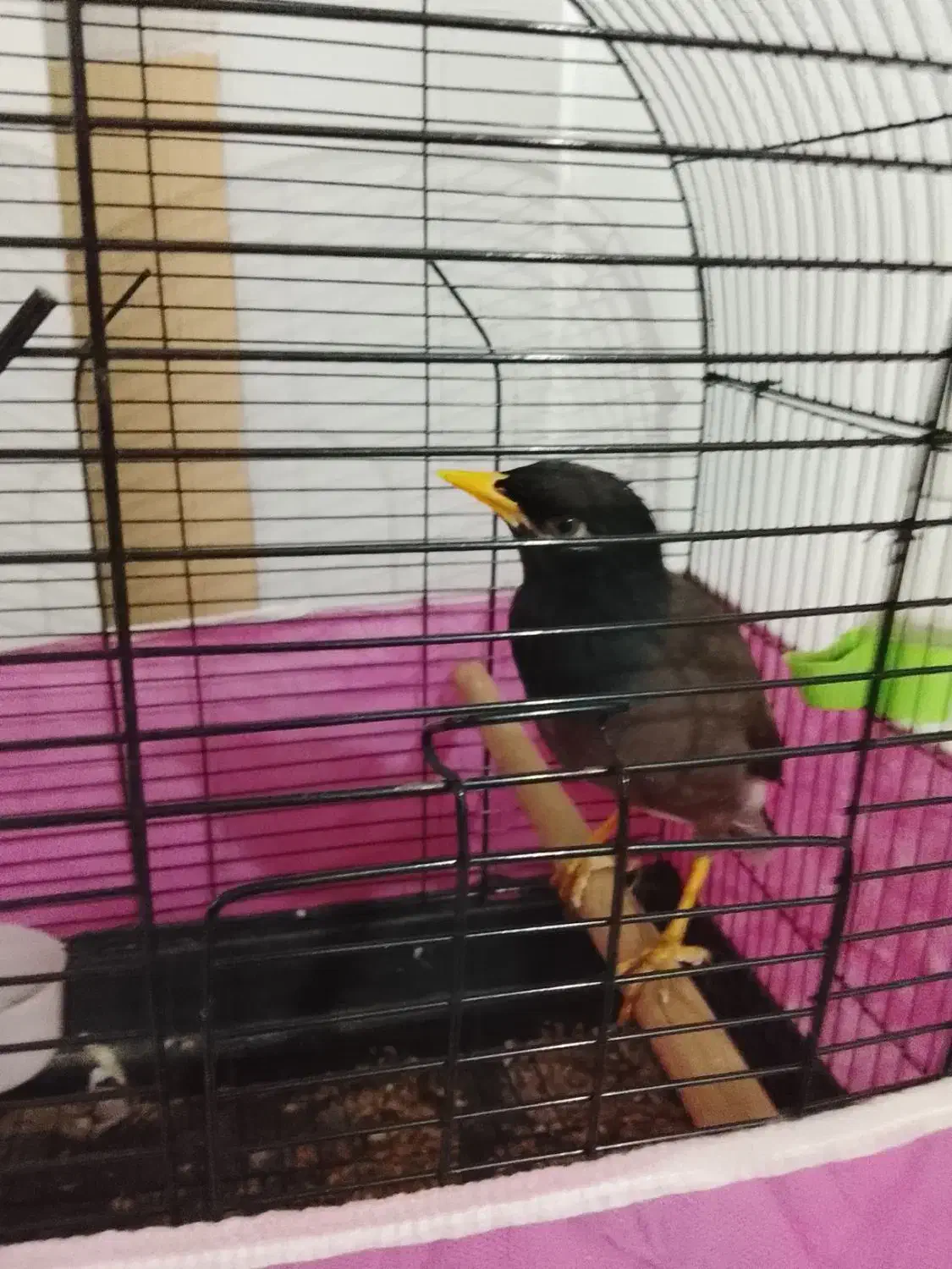 یک عدد مینا 5 ماه سخنکو|پرنده|بومهن, |دیوار