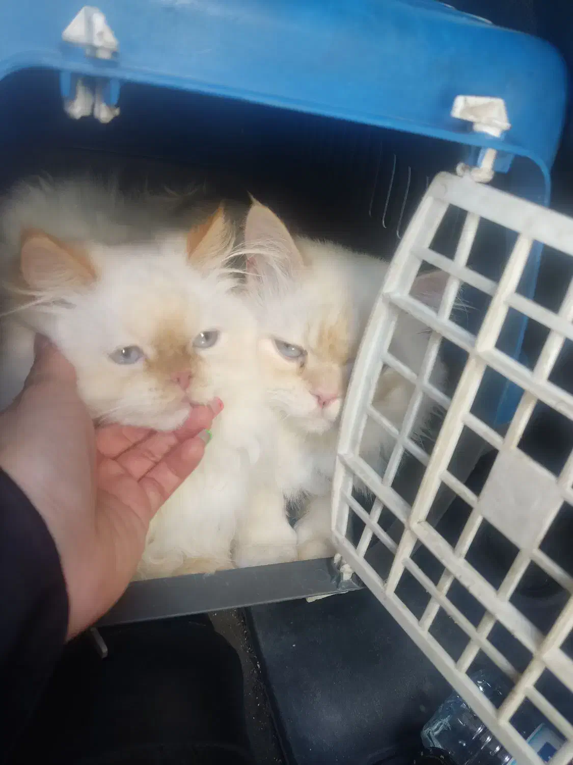 پرشین دال فیس|گربه|یزد, |دیوار