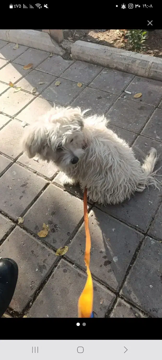 سگ پاکوتاسفیدخال سیاه گم شده|سگ|کاشان, کارگر|دیوار