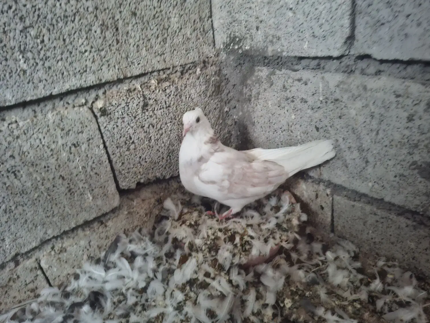 کبوتر جوجه|پرنده|ماکو, |دیوار