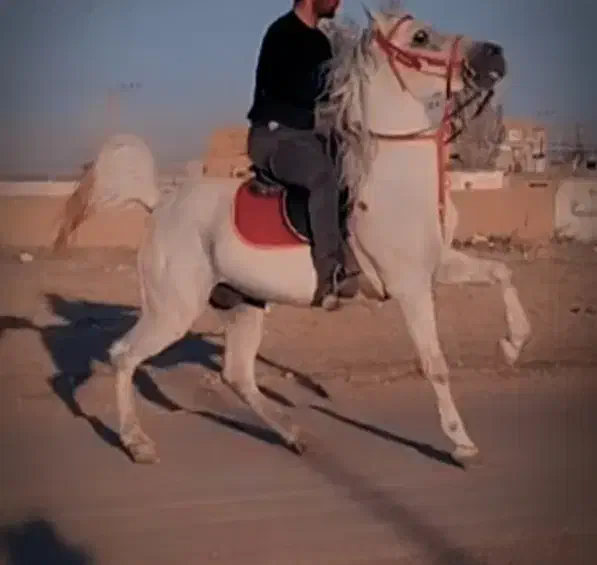 اسب سیلمی اصیل کورد|اسب و تجهیزات اسبسواری|دیواندره, |دیوار