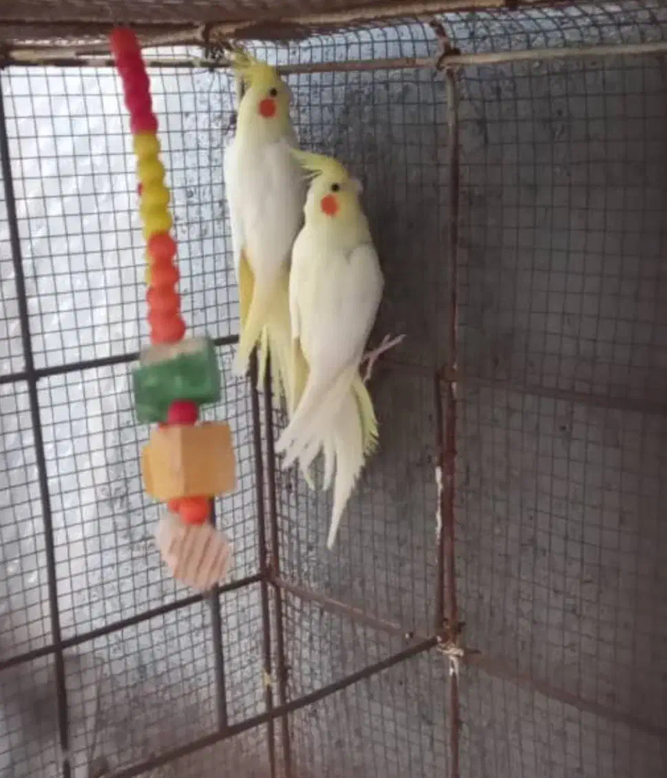 جفت لوتینو مولد بشرط|پرنده|عسلویه, |دیوار