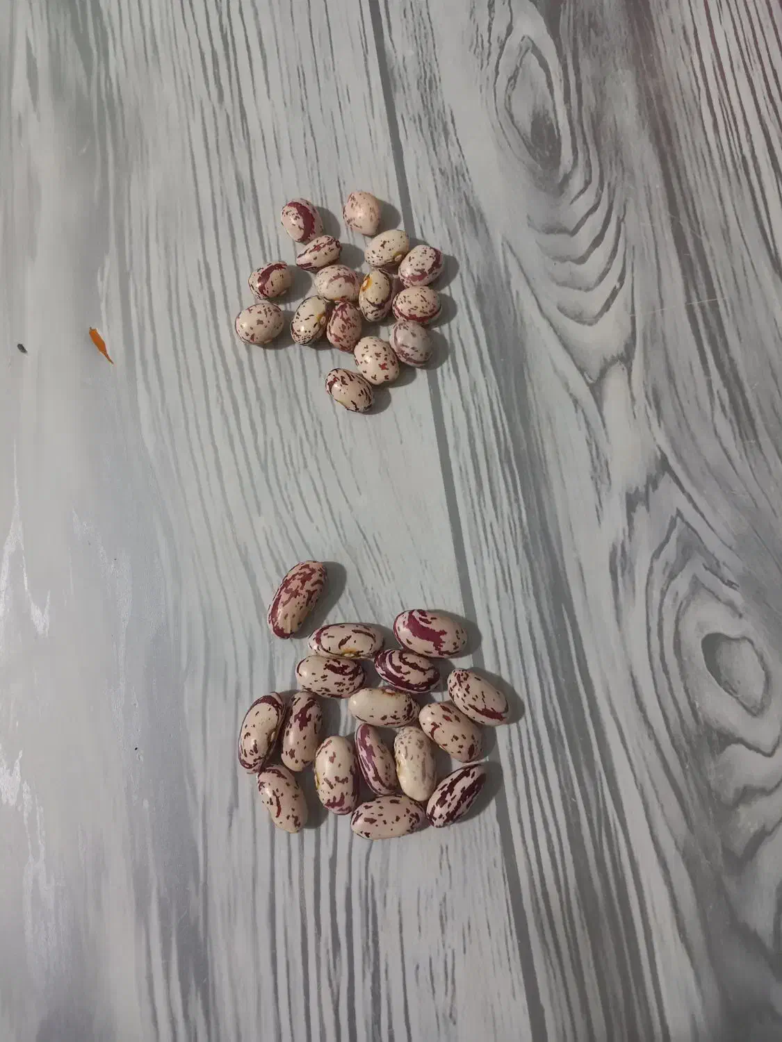 لوبیا چیتی چشم بلبلی|خوردنی و آشامیدنی|قلقل رود, |دیوار