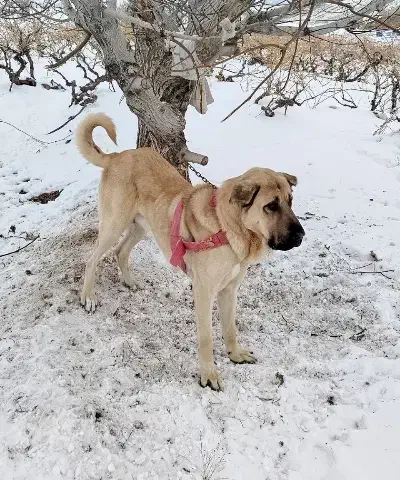 سگ پژدر از نسل قصاب|سگ|آبگرم, |دیوار