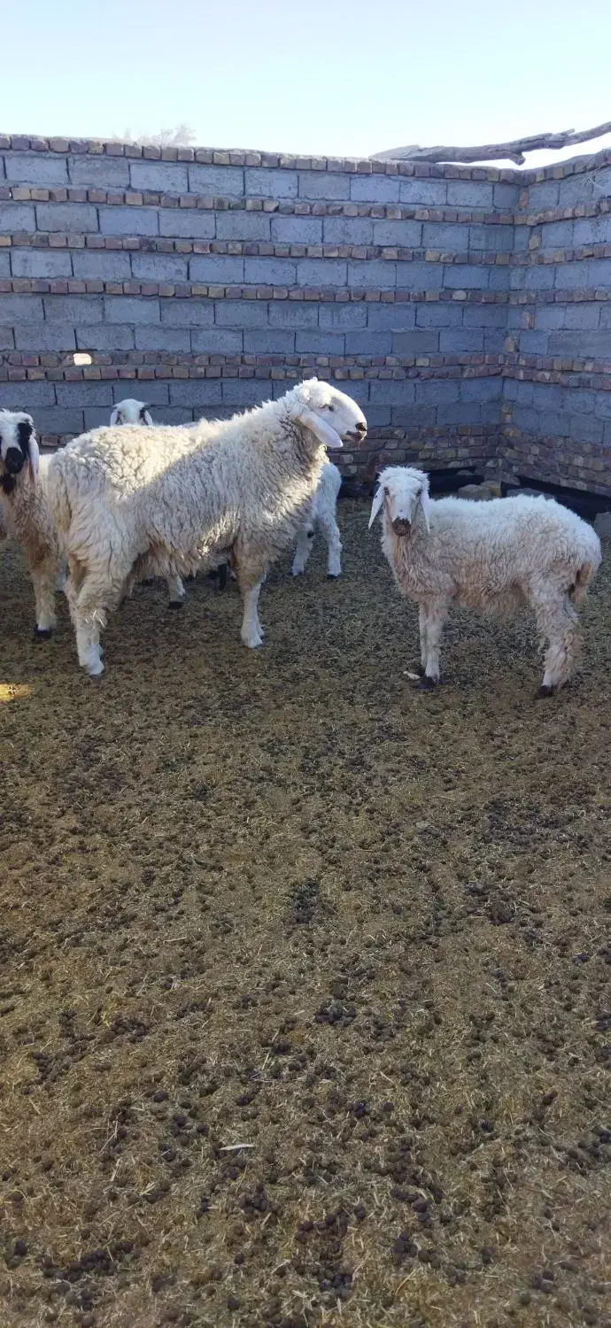 بره نر|حیوانات مزرعه|زابل, |دیوار