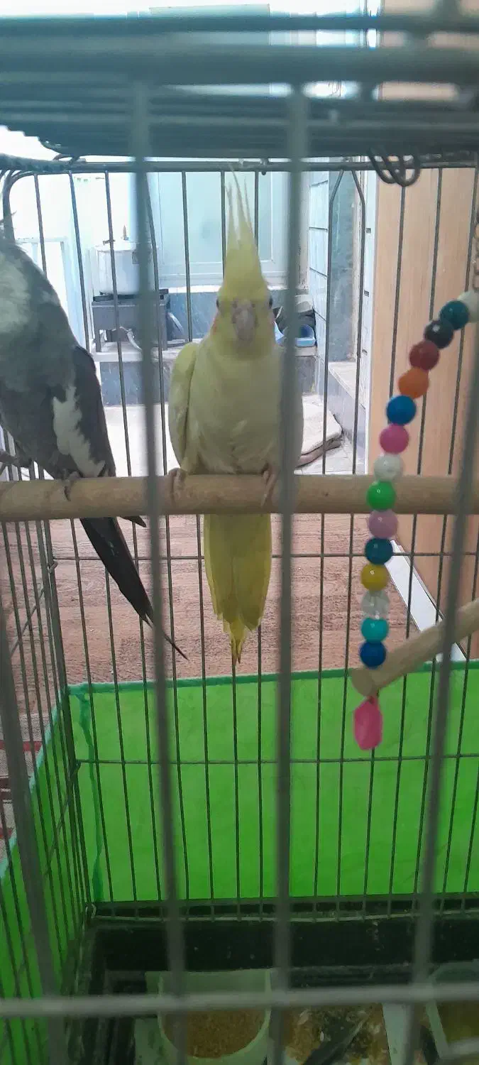 عروس هلندی نر وایت فیس ماده لوتینو|پرنده|اقبالیه, |دیوار