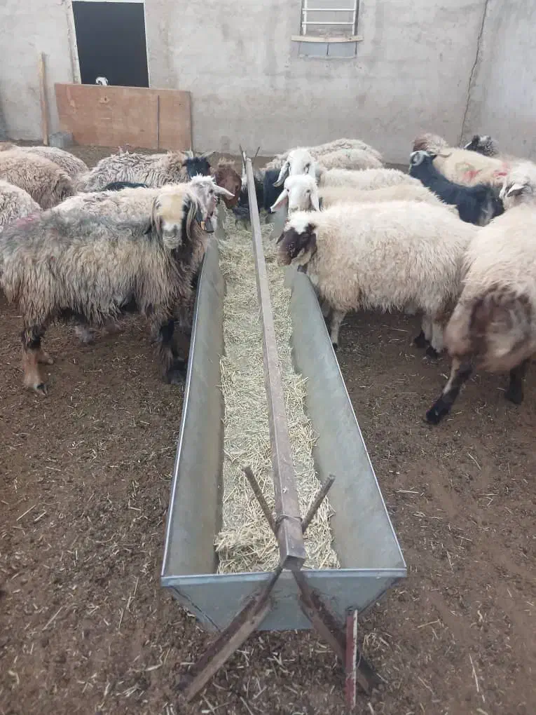 تولید انواع اخور گوسفند و گاو|لوازم جانبی حیوانات|دهاقان, |دیوار