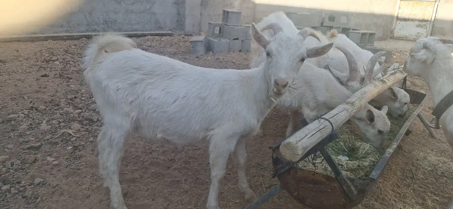 بزغاله سانن|حیوانات مزرعه|شهرضا, |دیوار