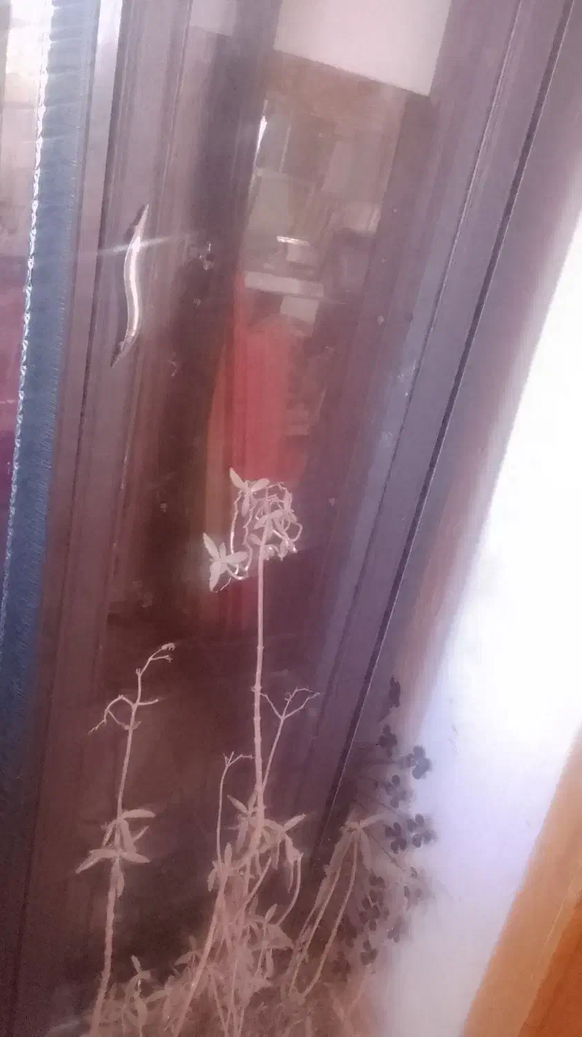 بوفه سالم تمیز|بوفه، ویترین، کنسول|خلخال, |دیوار