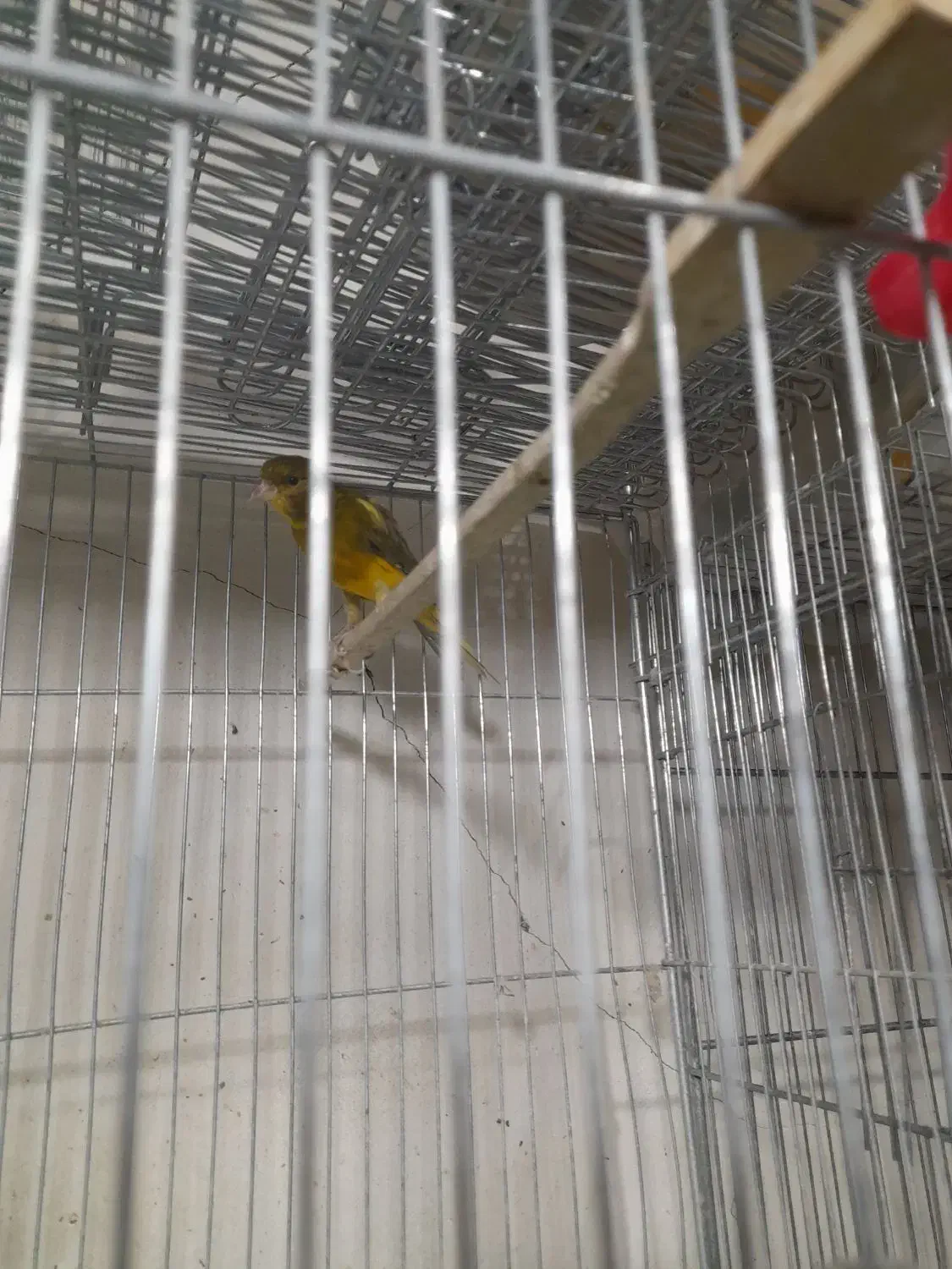 خرید فروش انواع پرنده زینتی|پرنده|سیرجان, |دیوار