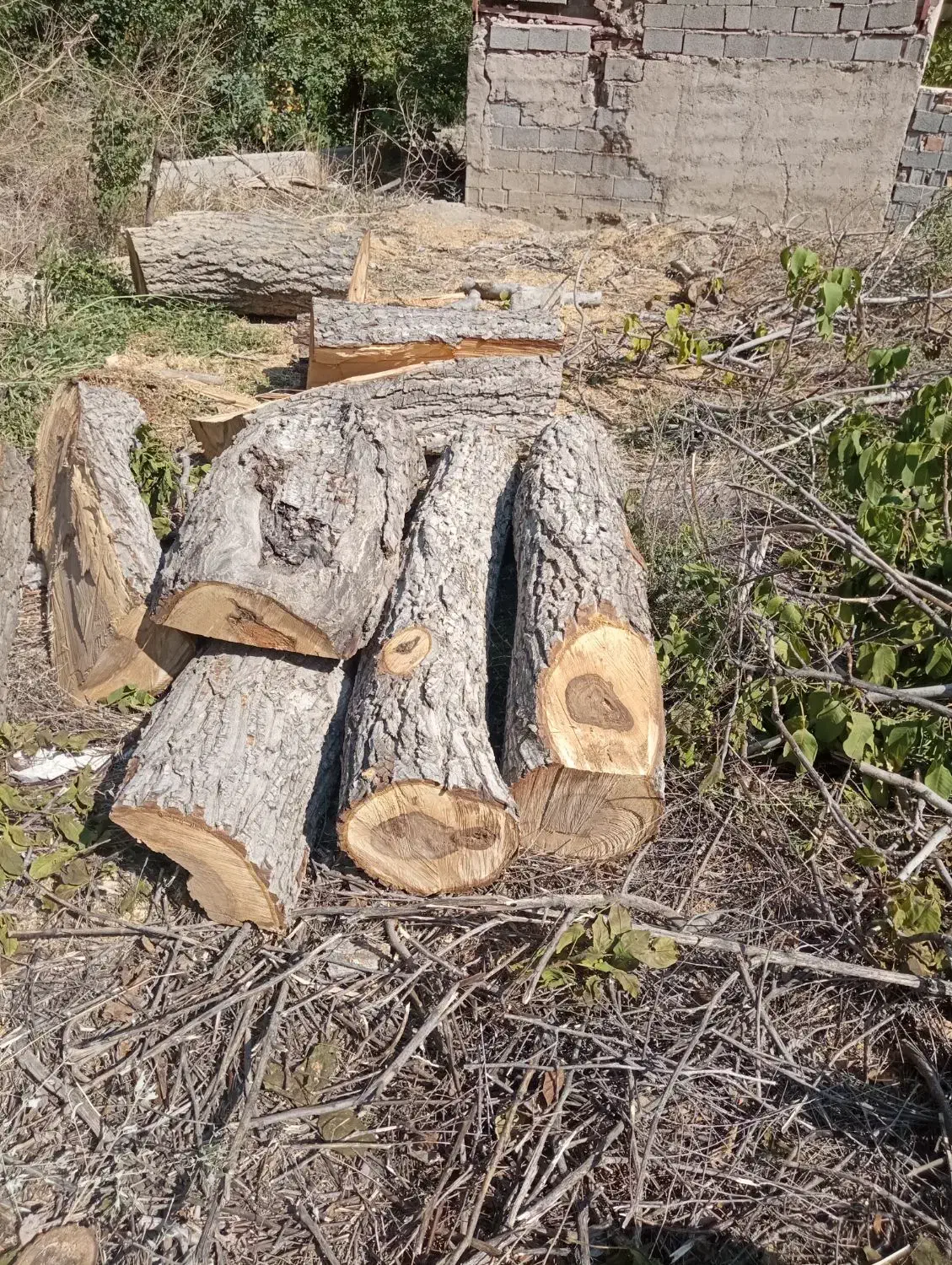 خریدارانواع چوب باغی|خدمات باغبانی و درختکاری|فیروزکوه, |دیوار