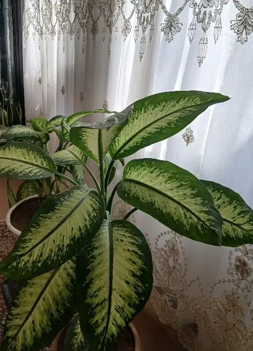 گل طبیعی دیفن باخیا|گل و گیاه طبیعی|میاندوآب, |دیوار