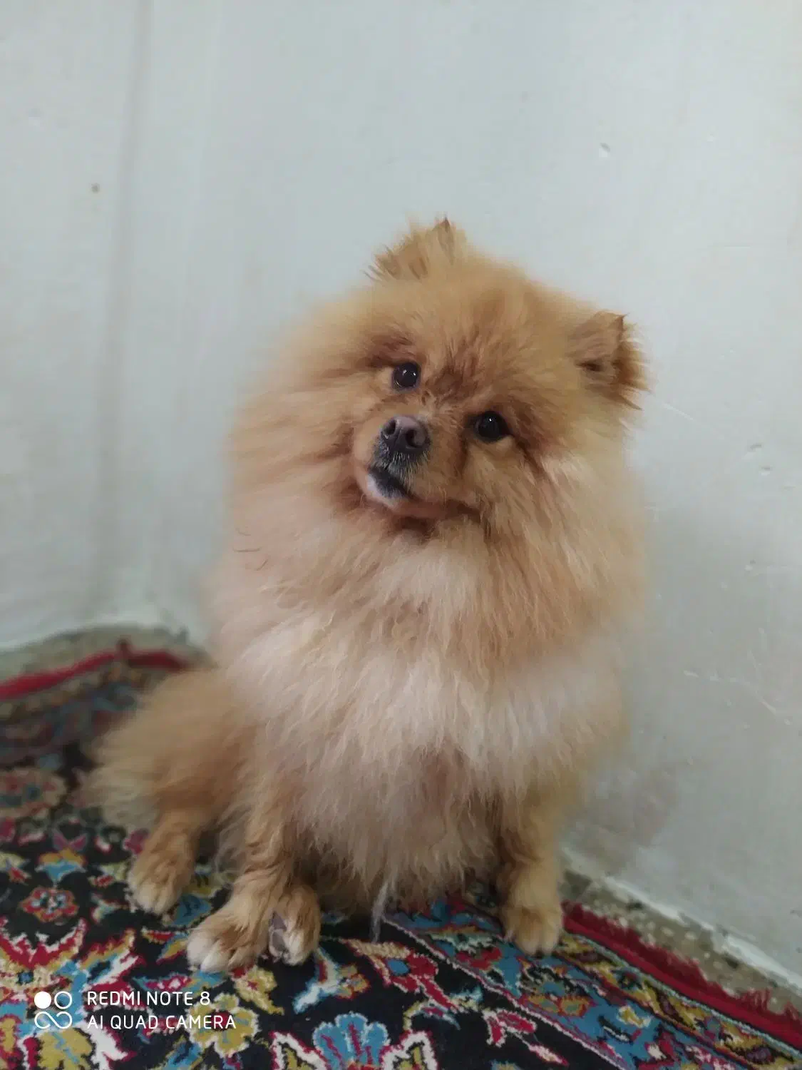 سگ پامر خرسی|سگ|خرم‌آباد, |دیوار