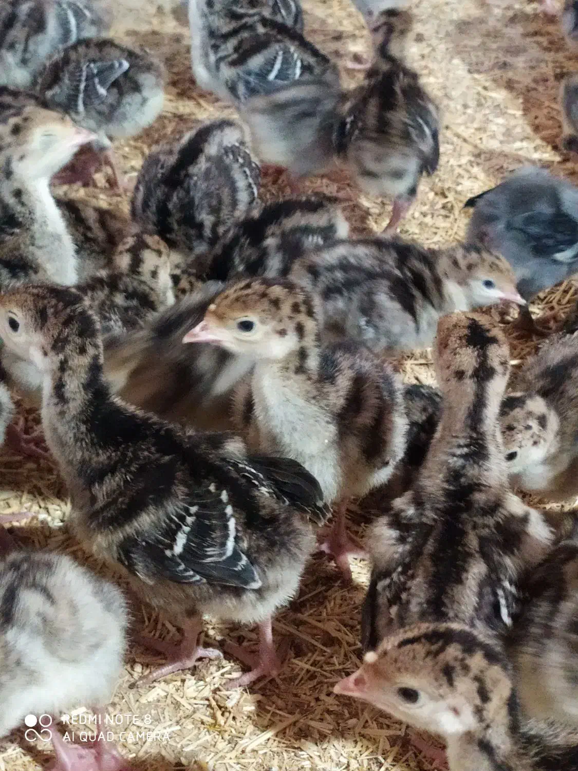 جوجه بوقلمون 10روزه|حیوانات مزرعه|تربتحیدریه, میدان مرکزی|دیوار