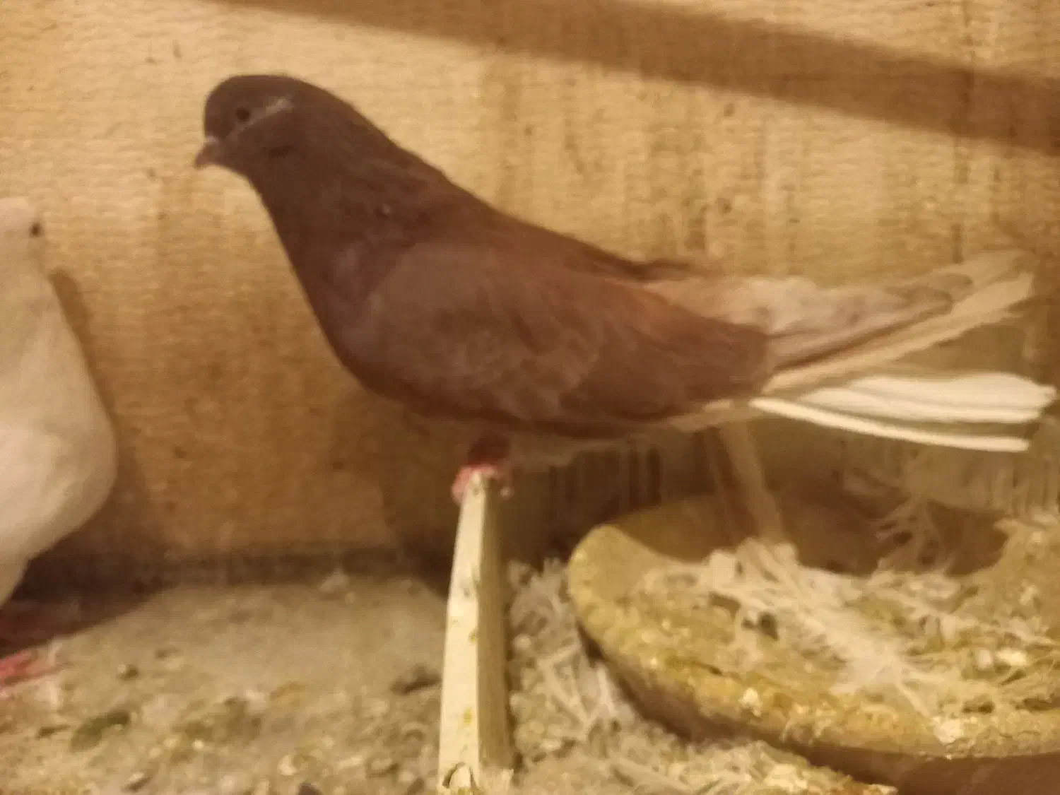 یک جفت نروماده کشیده۴۰سانتی قلدر کله پفکی نک ریز|پرنده|کرج, عظیمیه|دیوار