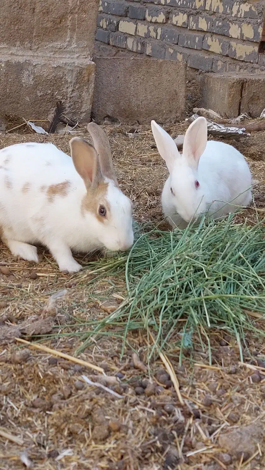 خرگوش ماده بافق|موش و خرگوش|بافق, |دیوار