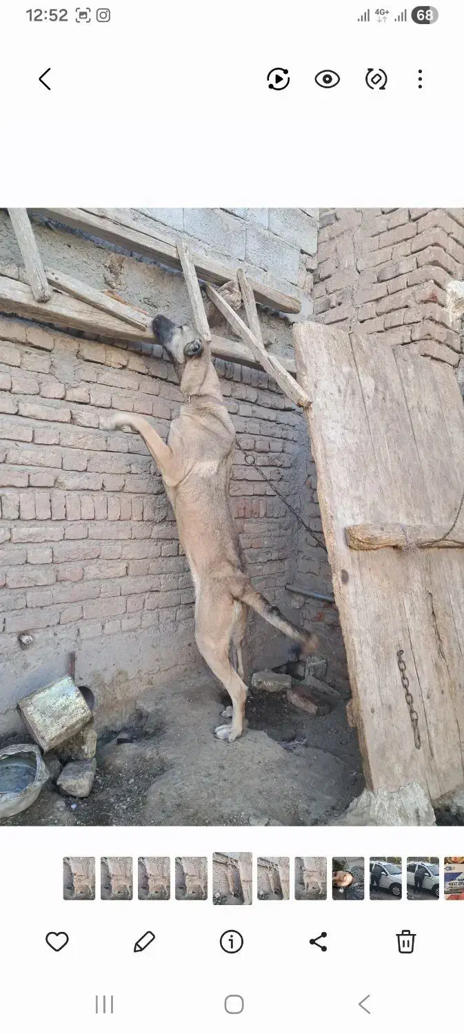 ماده سرابی اصیل|سگ|سراب, |دیوار