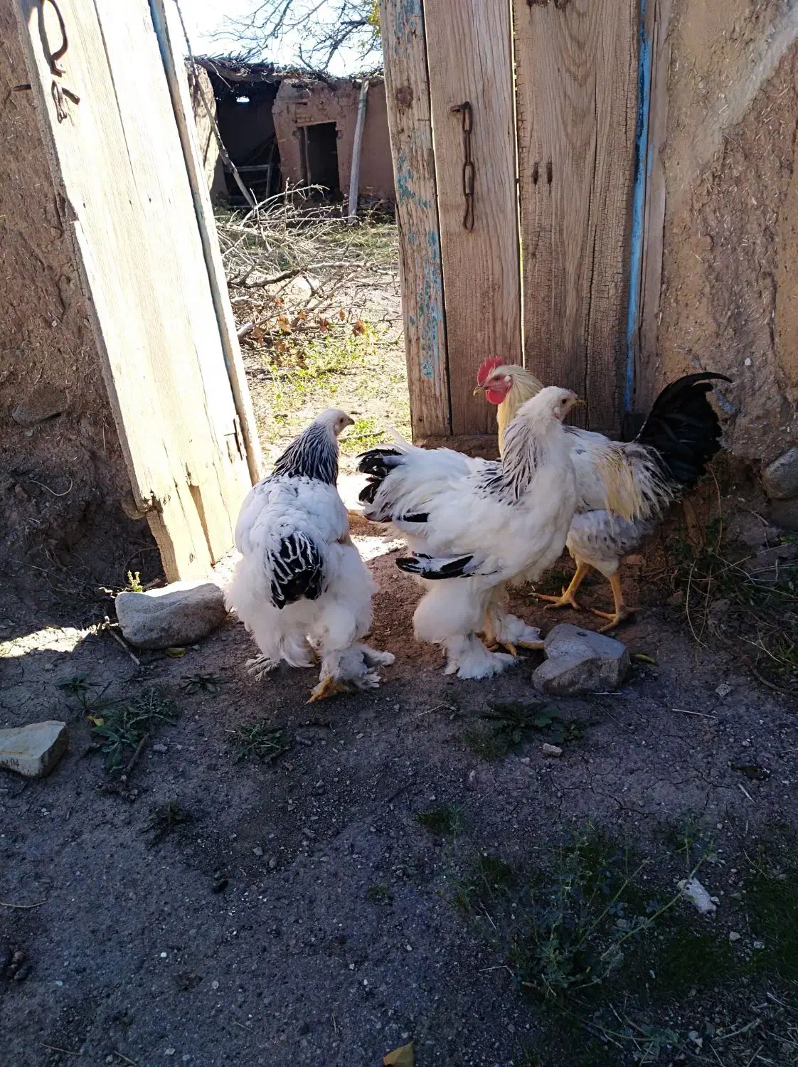 سه مرغ و یک خروس برهمای اصل|حیوانات مزرعه|مرند, |دیوار