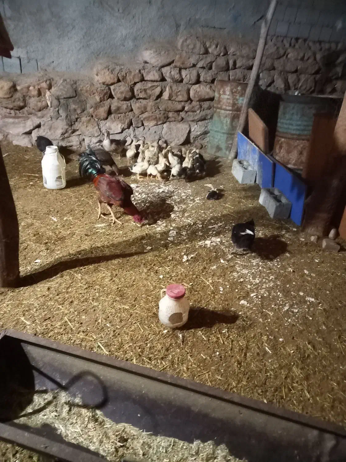 مرغابی|حیوانات مزرعه|نالوس, |دیوار