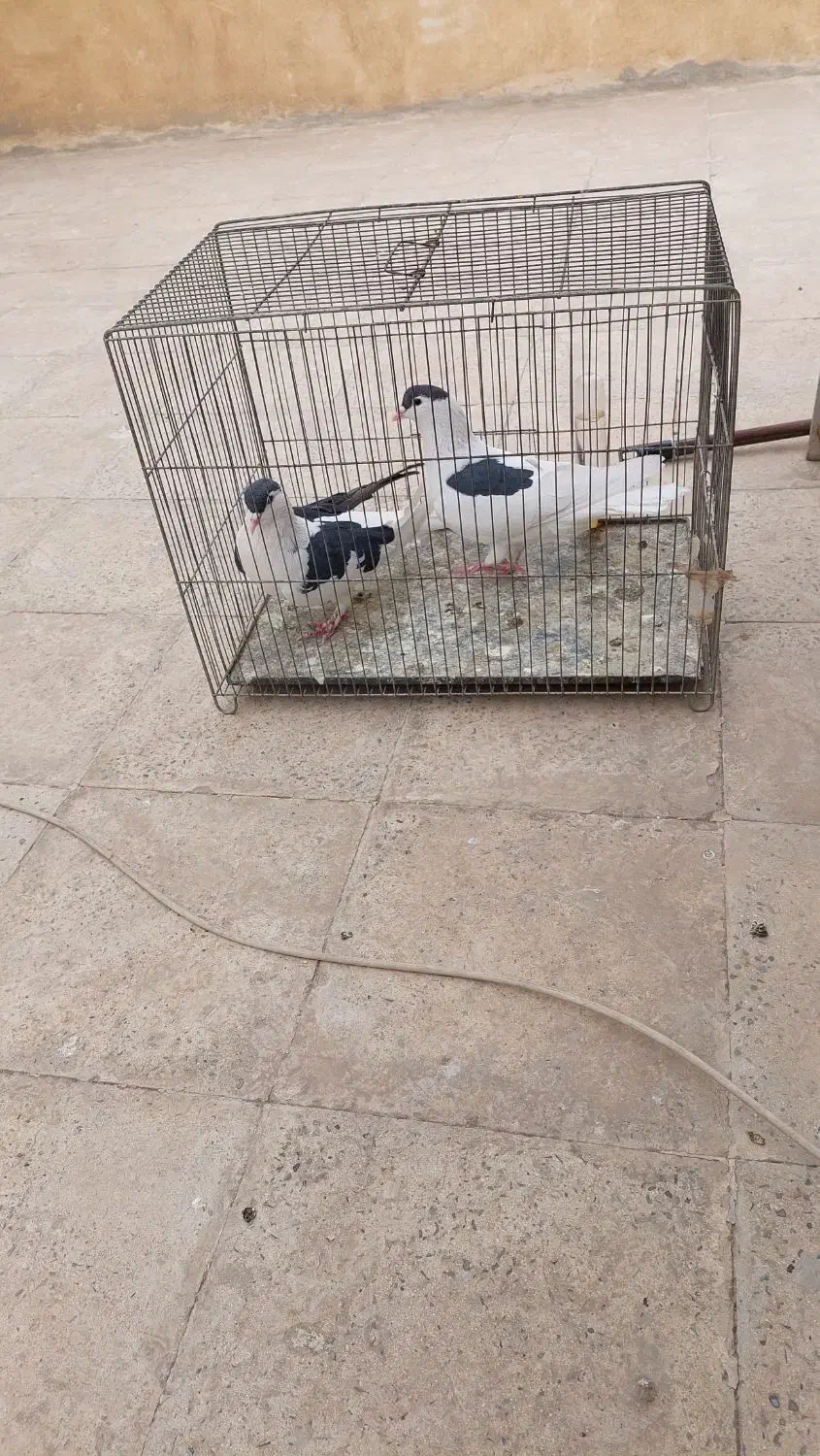 کبوترنروماده سیاه چادری وطوقی|پرنده|اسلام‌شهر, شهرک مهدیه|دیوار