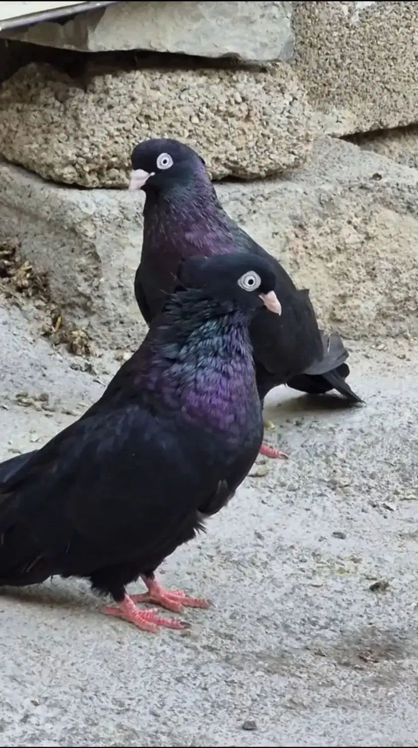 کبوتر|پرنده|بندر ماهشهر, |دیوار