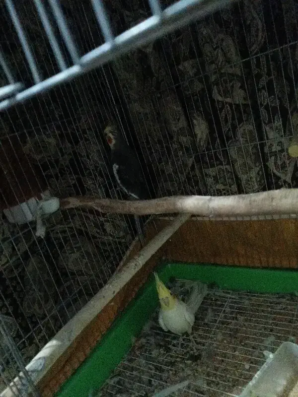 عروس هلندی|پرنده|چناران, |دیوار