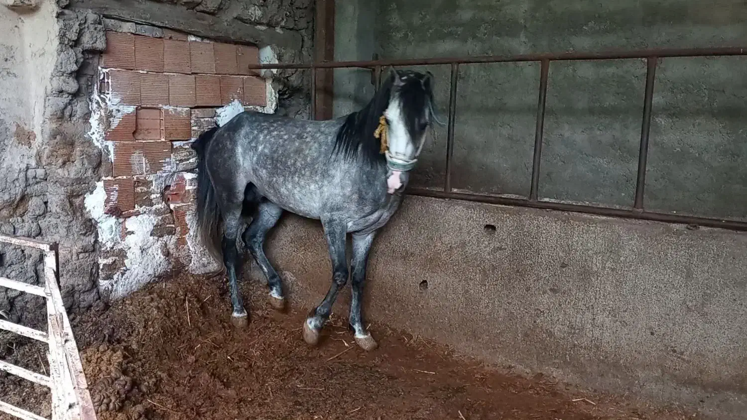 اسب|اسب و تجهیزات اسبسواری|گرگان, |دیوار