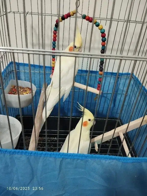 عروس هلندی|پرنده|هشتگرد, فاز ۳ مهستان|دیوار