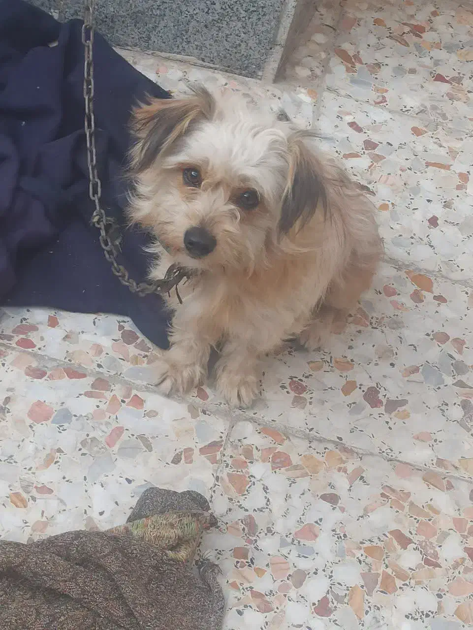 سگ ارمیه بخاطرکم جایی برافروش گزاشتم|سگ|کاشان, شهدا|دیوار