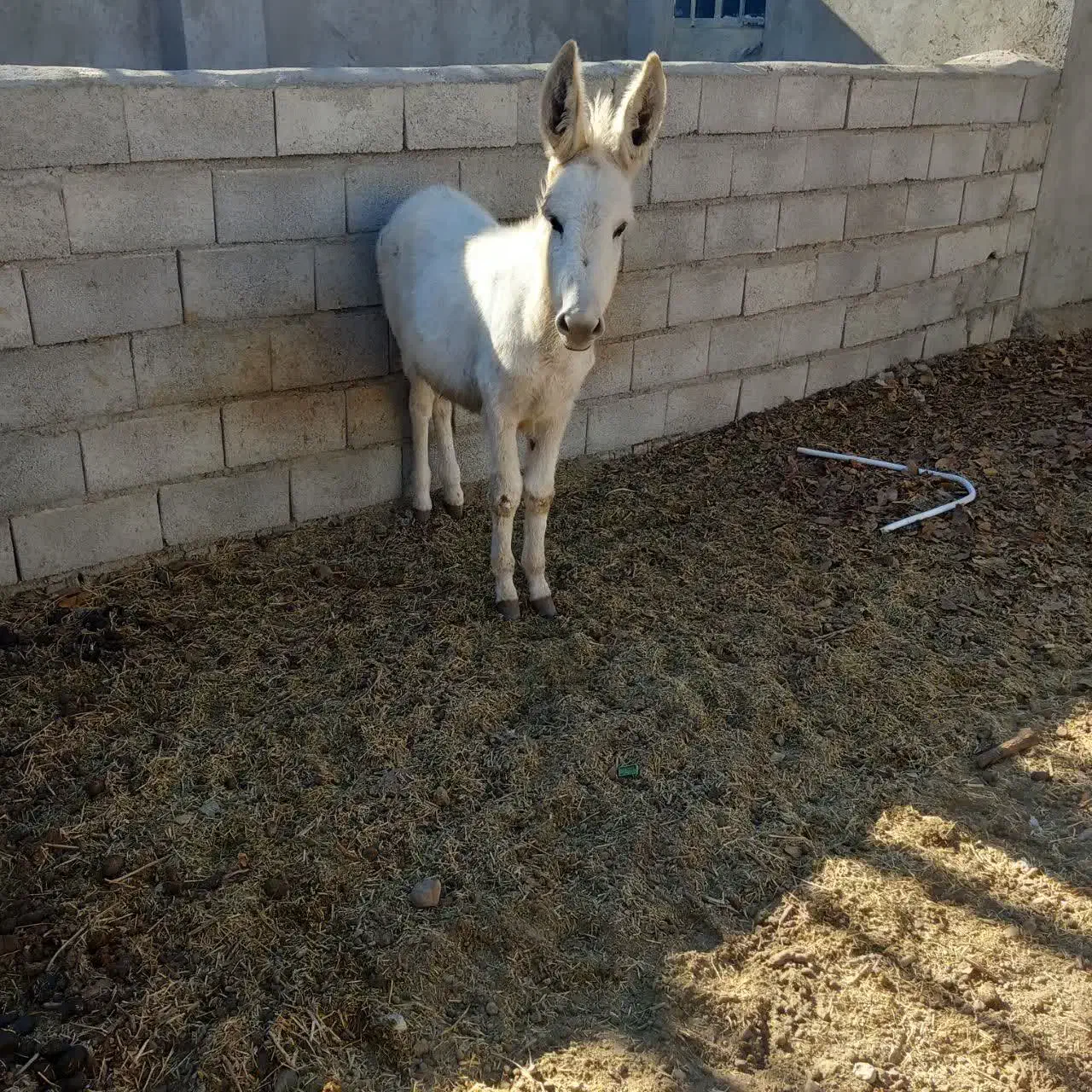 کره الاغ نر سفید|حیوانات مزرعه|درگزین, |دیوار