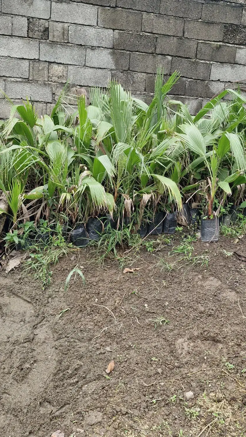 فروش گل و گیاه|گل و گیاه طبیعی|رودسر, |دیوار