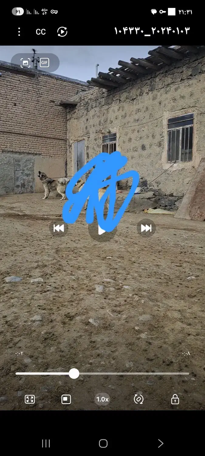 دزدیده شدن|حیوانات|ماکو, |دیوار