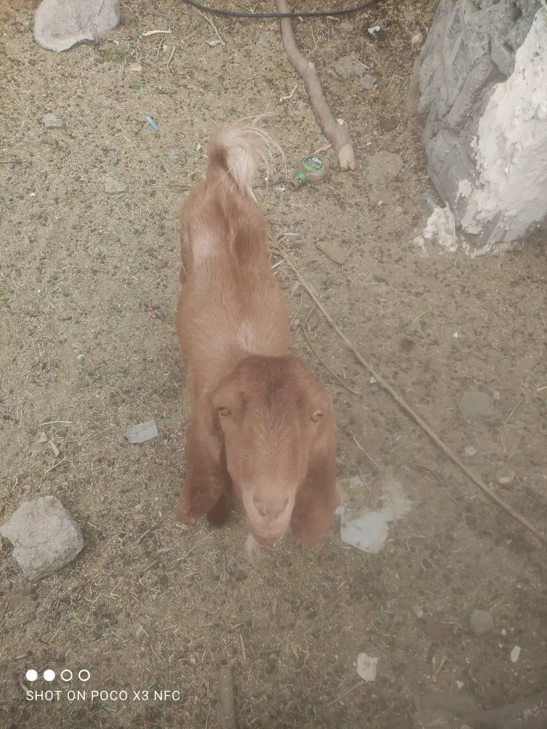 چپشت|حیوانات مزرعه|قلعه گنج, |دیوار