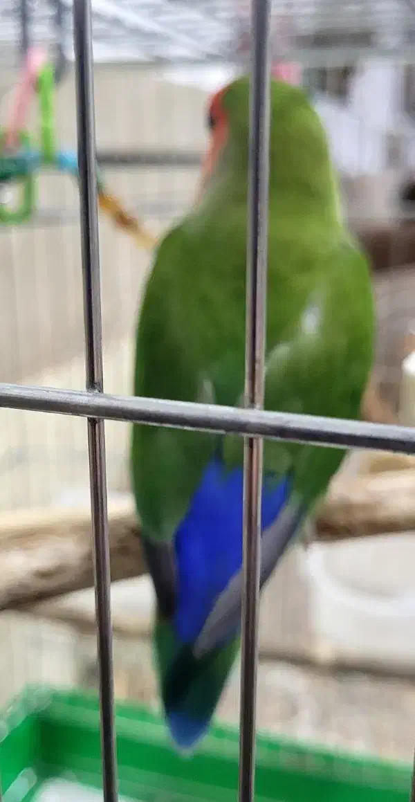 طوطی برزیلی|پرنده|دزفول, |دیوار