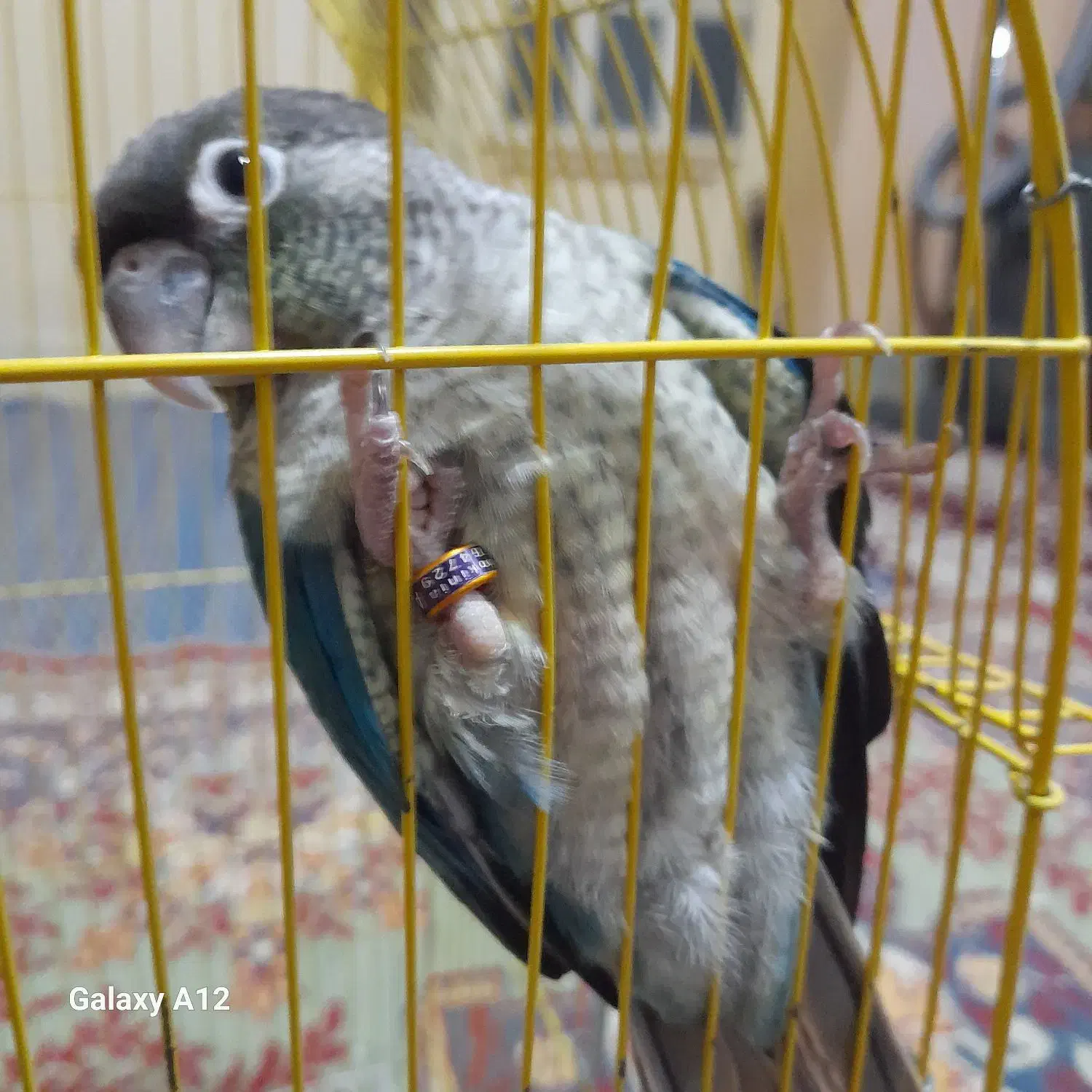 طوطی تراکویس|پرنده|بهبهان, |دیوار