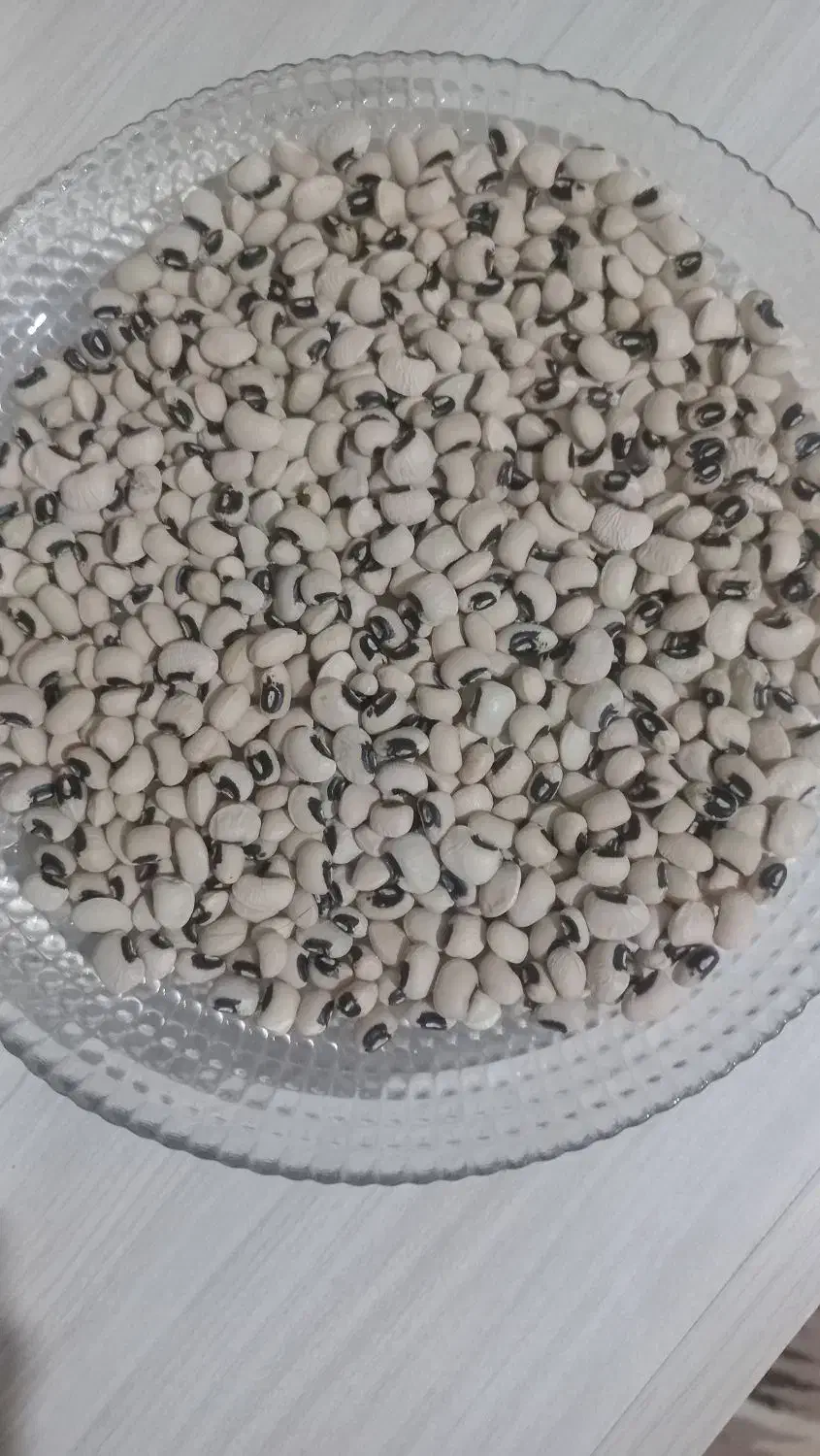 لوبیا چشم بلبلی|خوردنی و آشامیدنی|رشت, شهریاران|دیوار