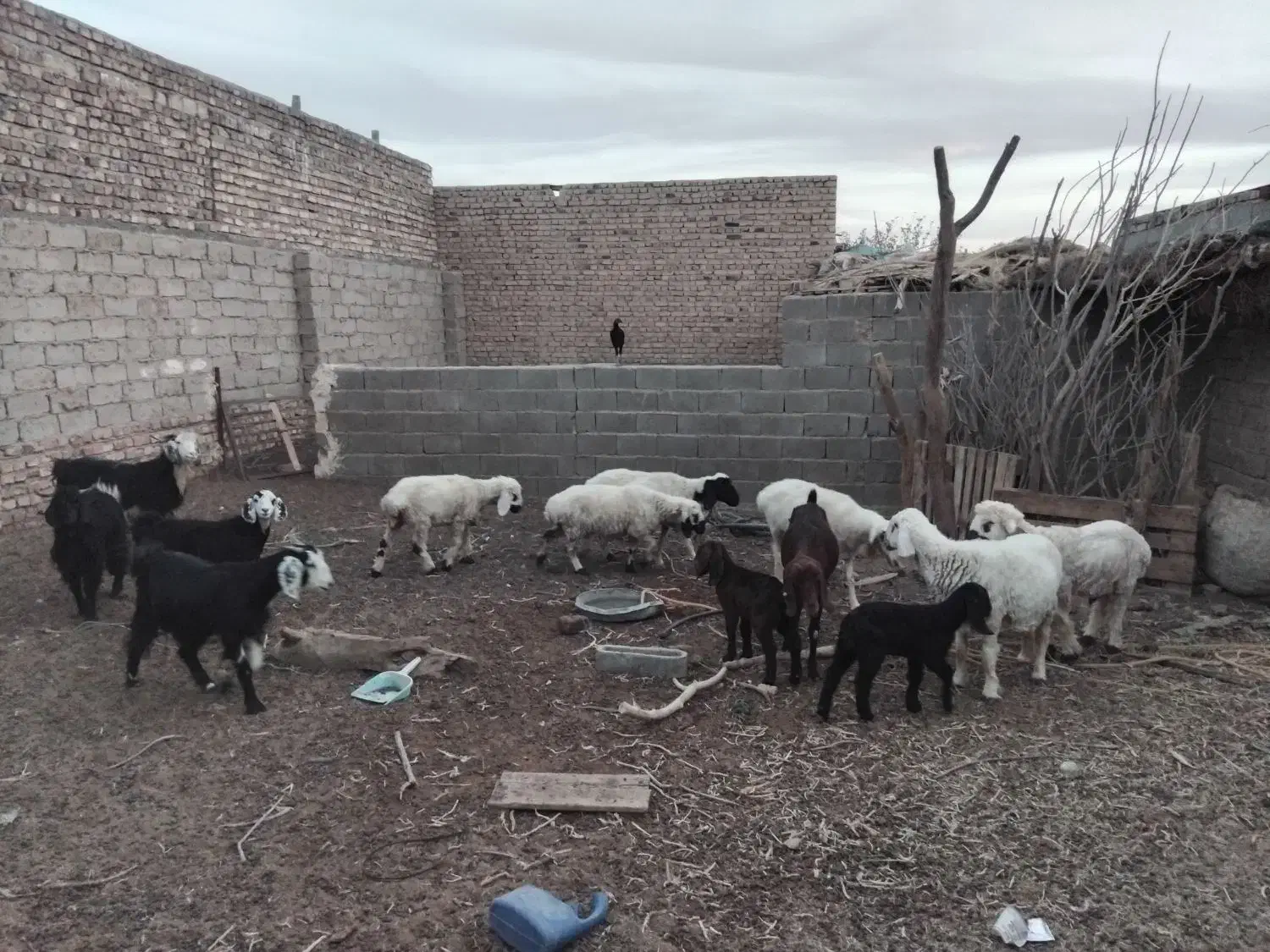 فروش فوری بز و گوسفند|حیوانات مزرعه|هیرمند, |دیوار