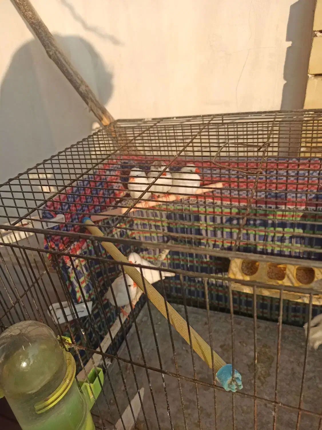 فنج سالم|پرنده|تبریز, |دیوار