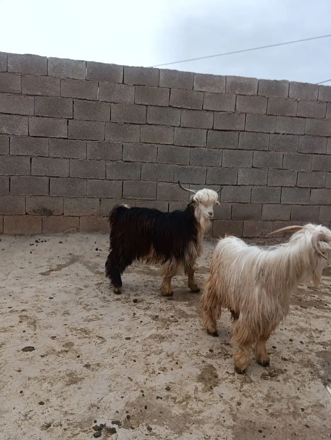 2عددبیگ نر|حیوانات مزرعه|گتوند, |دیوار