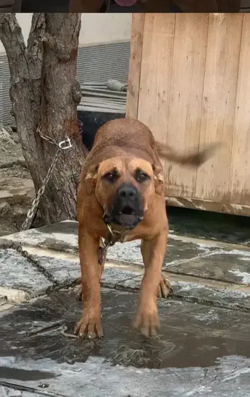 واگذاری|سگ|خوانسار, |دیوار