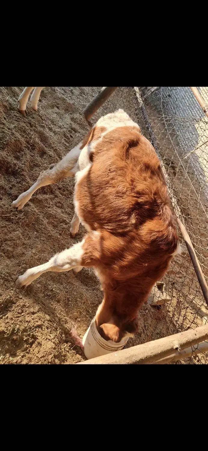 گوساله|حیوانات مزرعه|خوسف, |دیوار