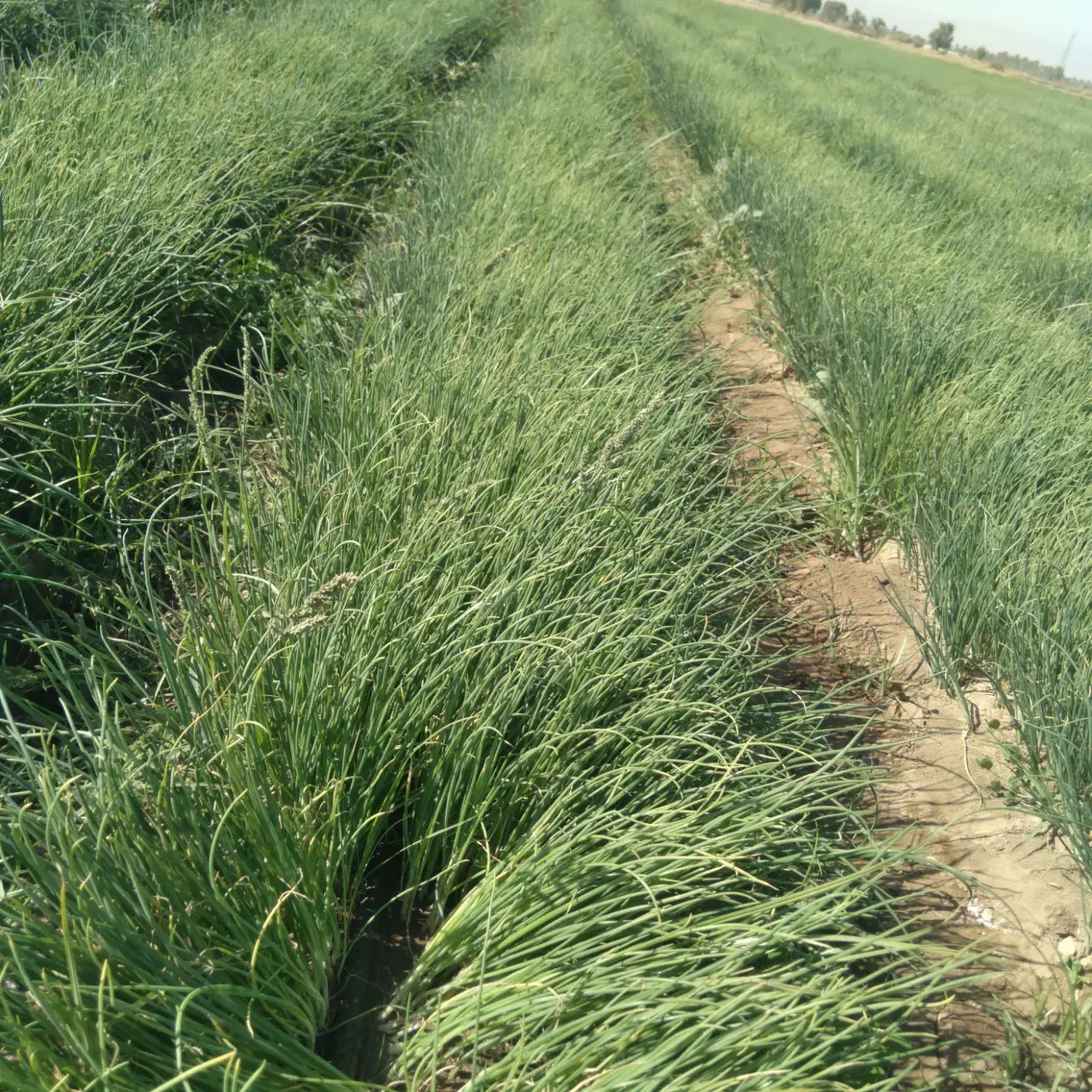 نهال پیاز مینروا|گل و گیاه طبیعی|عنبرآباد, |دیوار