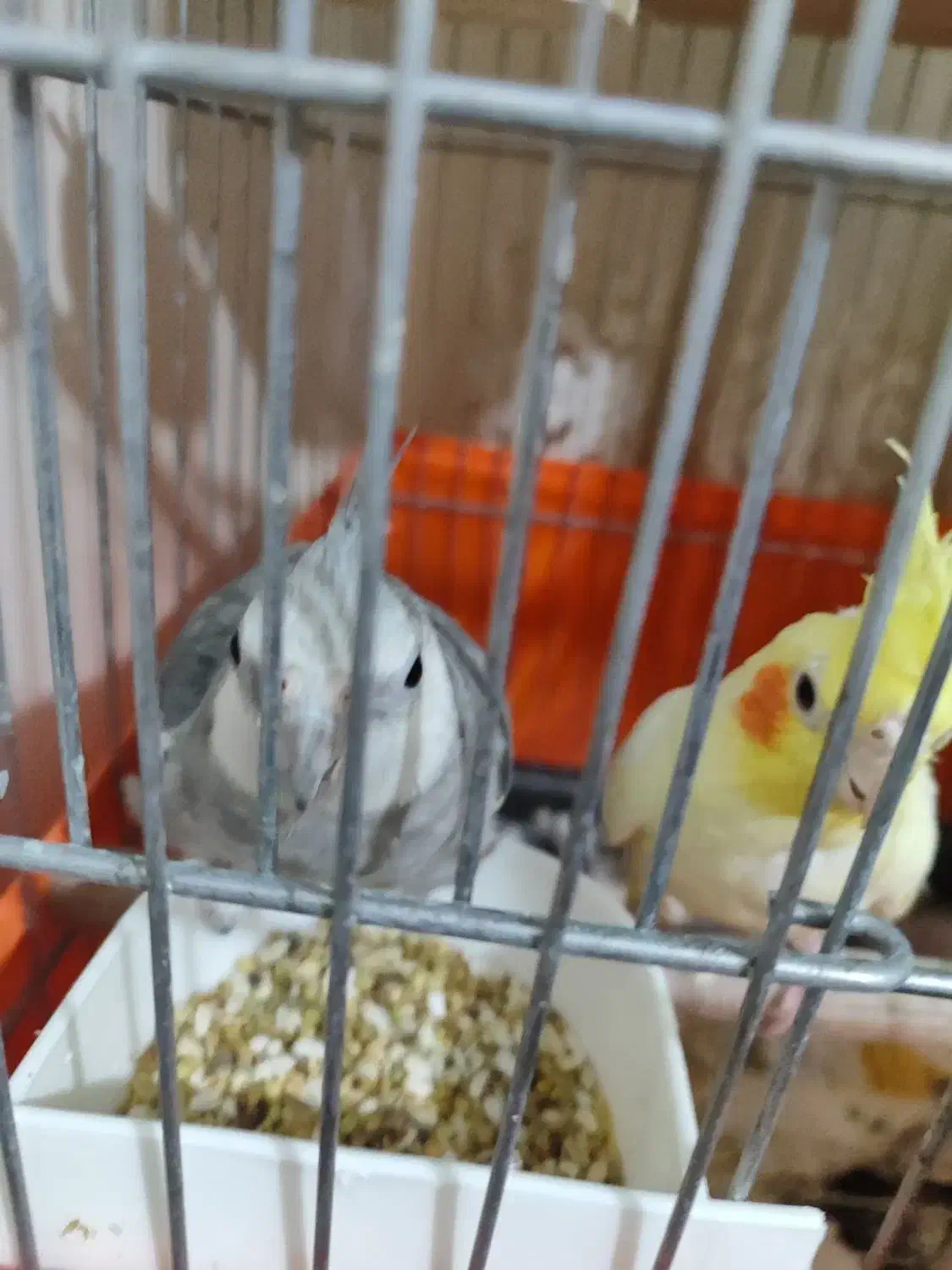 یک جفت عروس هلندی|پرنده|ری, علایین|دیوار