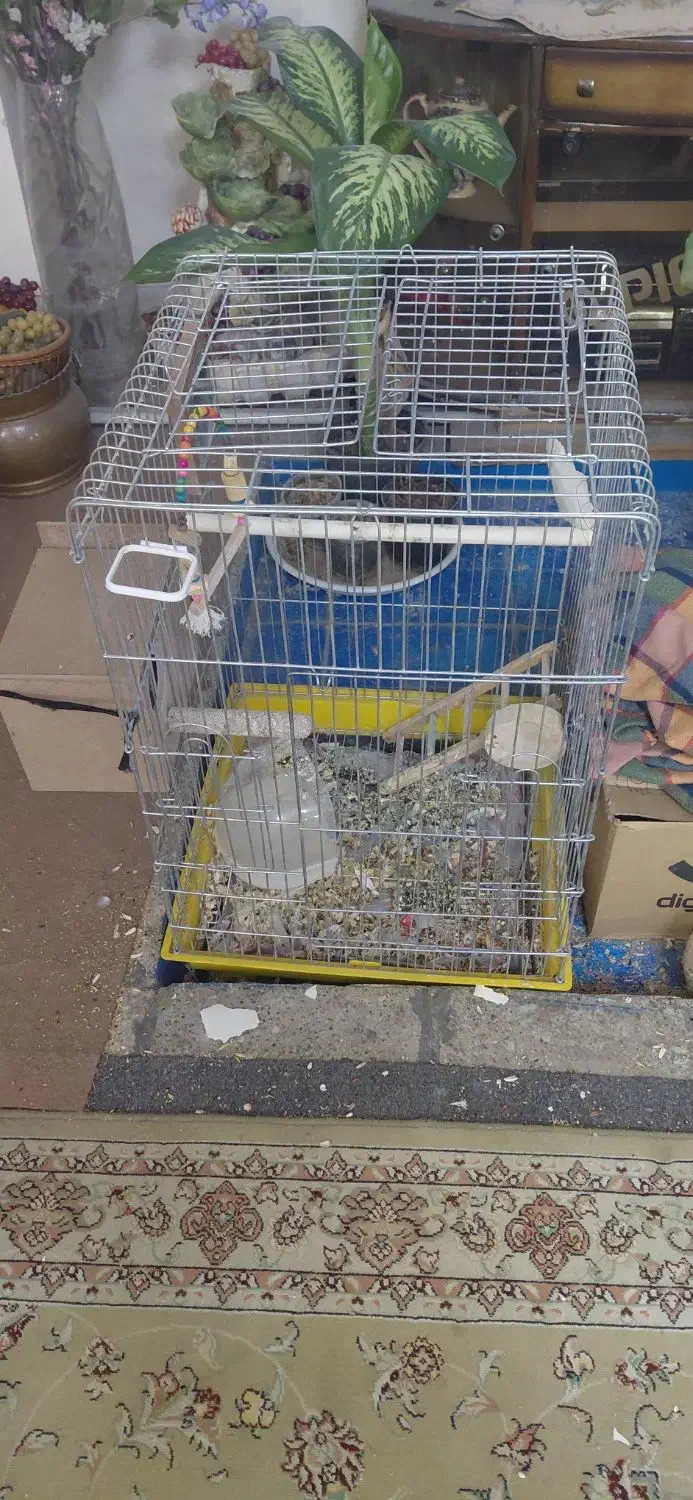 قفس طوطی عروس هلندی سایز کوچک و بزرگ شهرری دیلمان|لوازم جانبی حیوانات|ری, دیلمان|دیوار