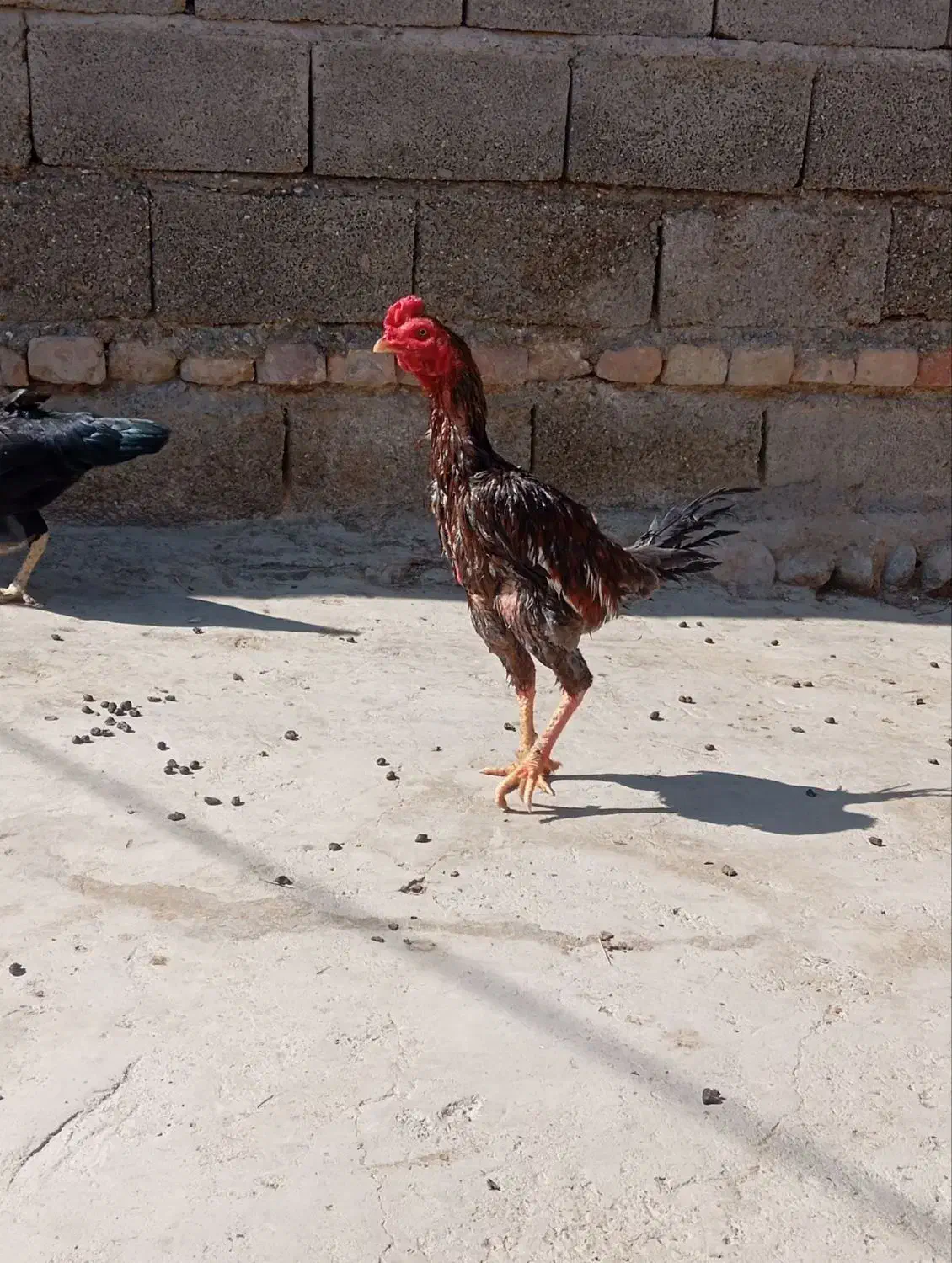 خروس نژاد میکس|پرنده|دامن, |دیوار