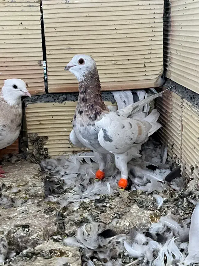 کبوتر هفت رنگ کله هما|پرنده|سبزوار, دانشگاه آزاد|دیوار