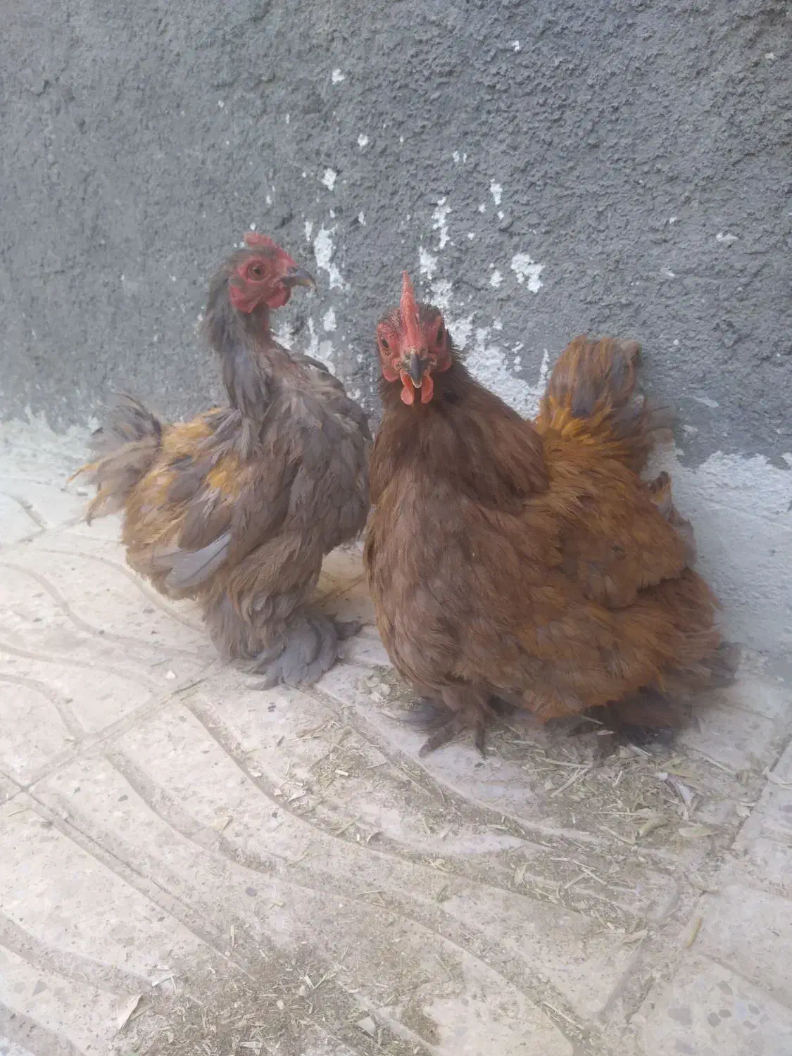 فروش دو مرغ کوشین|حیوانات مزرعه|بن, |دیوار