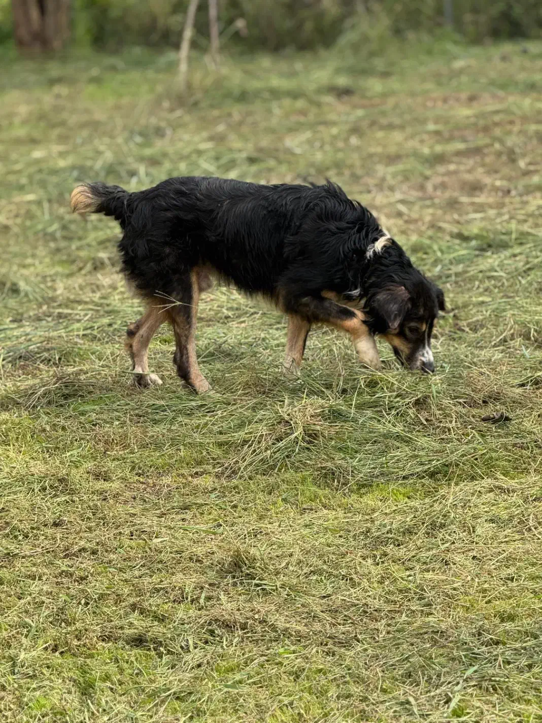 سگ بومی مو بلند|سگ|رشت, گلسار|دیوار