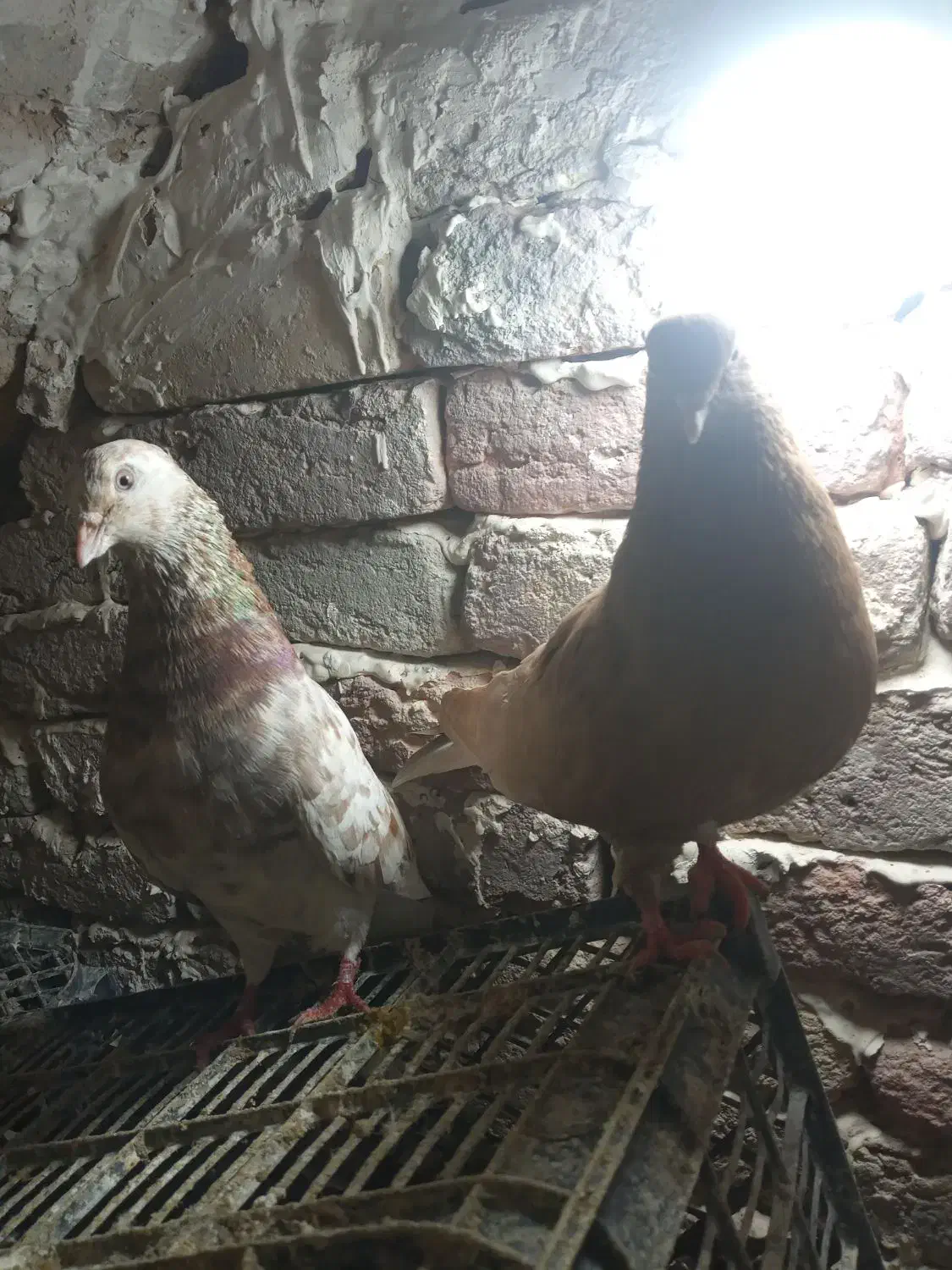 یک جفت ماده زرد نرش سرول دم سفید|پرنده|بروجرد, |دیوار