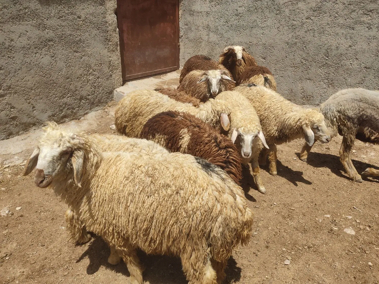 بره|حیوانات مزرعه|چغادک, |دیوار
